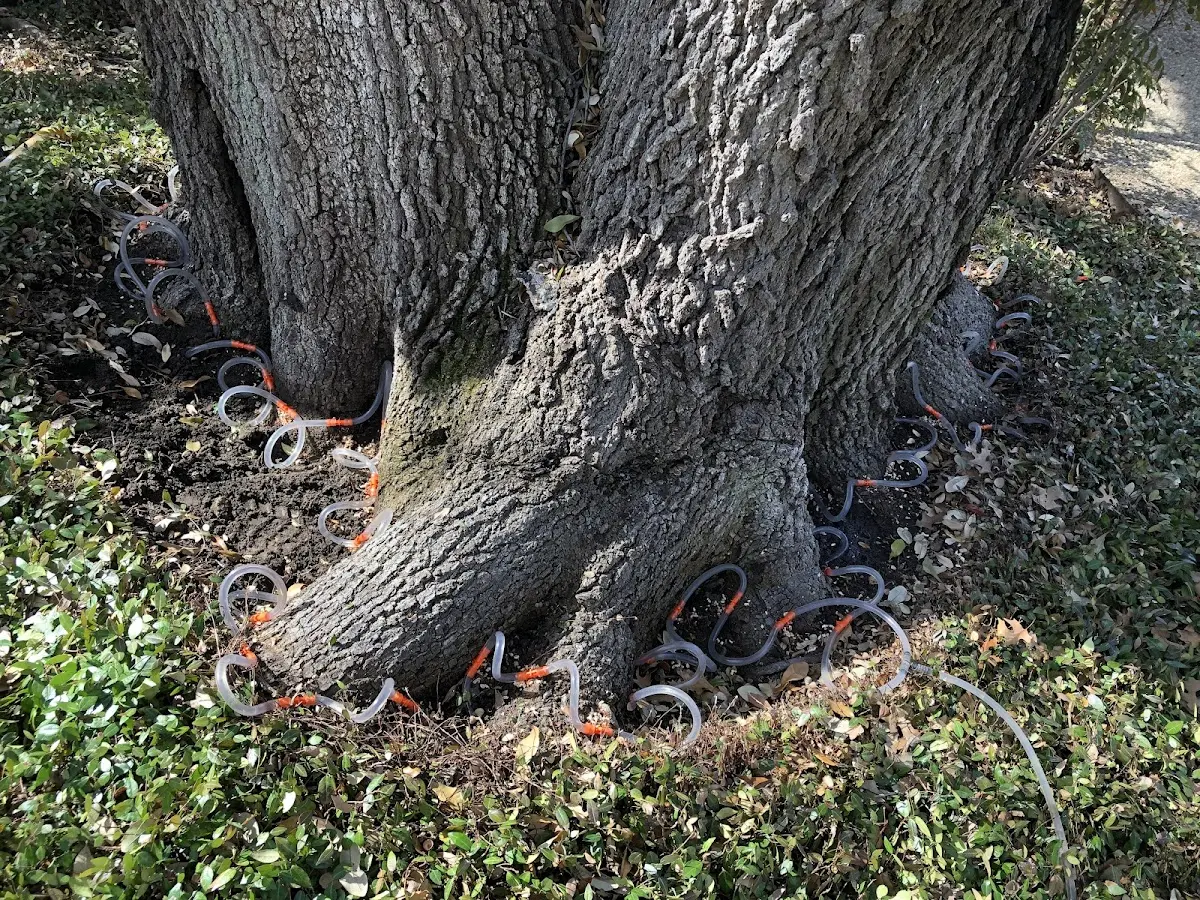 Detailed Tree Cabling and Bracing job site in Altonah