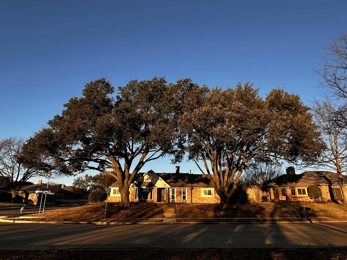 Established residential canopy tree shading a home in Altonah